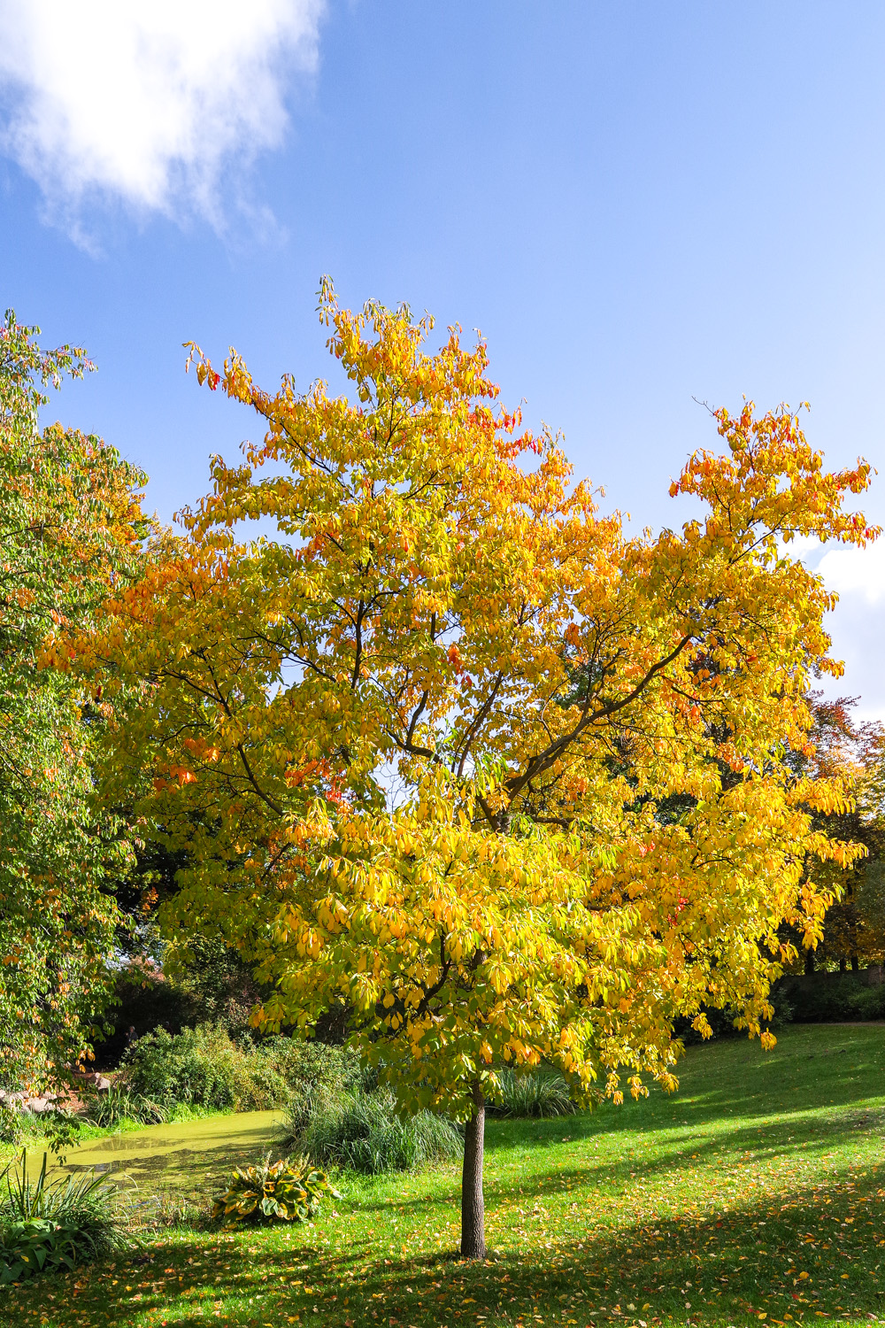 albidum Sassafras