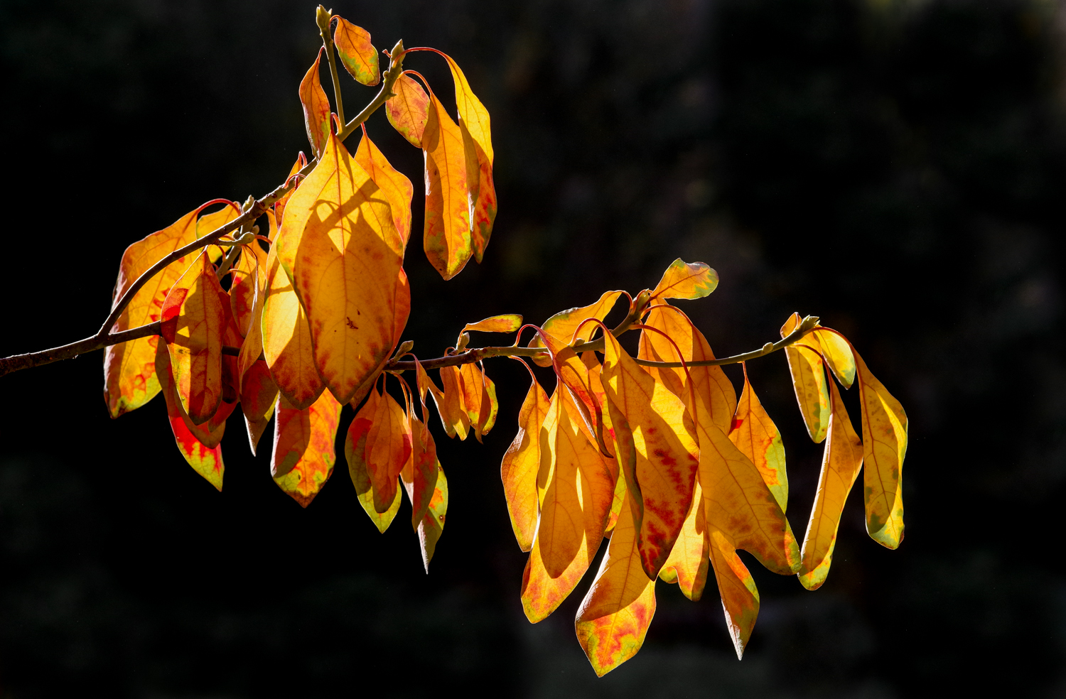 Sassafras albidum - Potsdam - Juli 2024