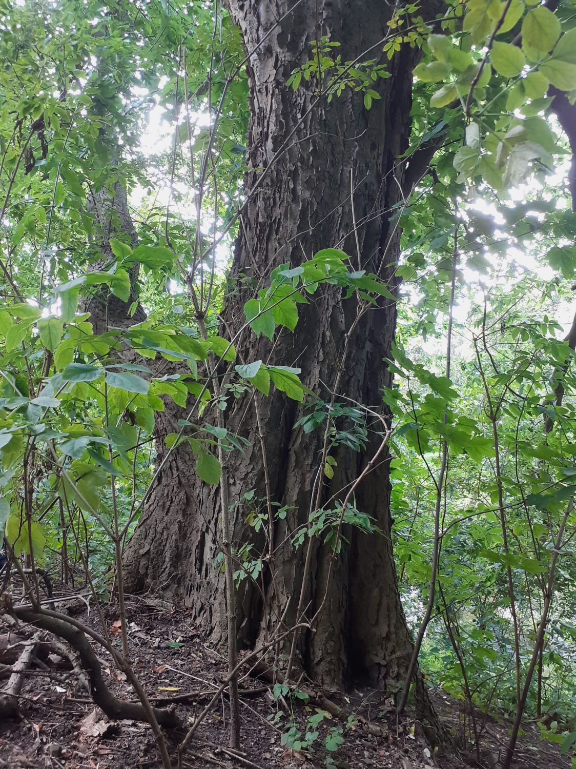 Celtis occidentalis