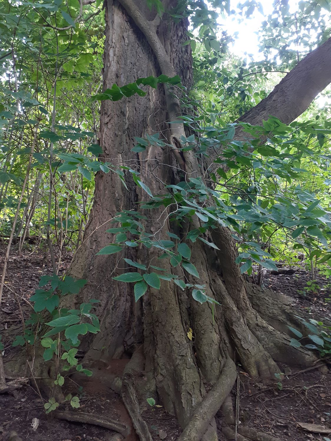 Celtis occidentalis - Braunschweig - August 2024