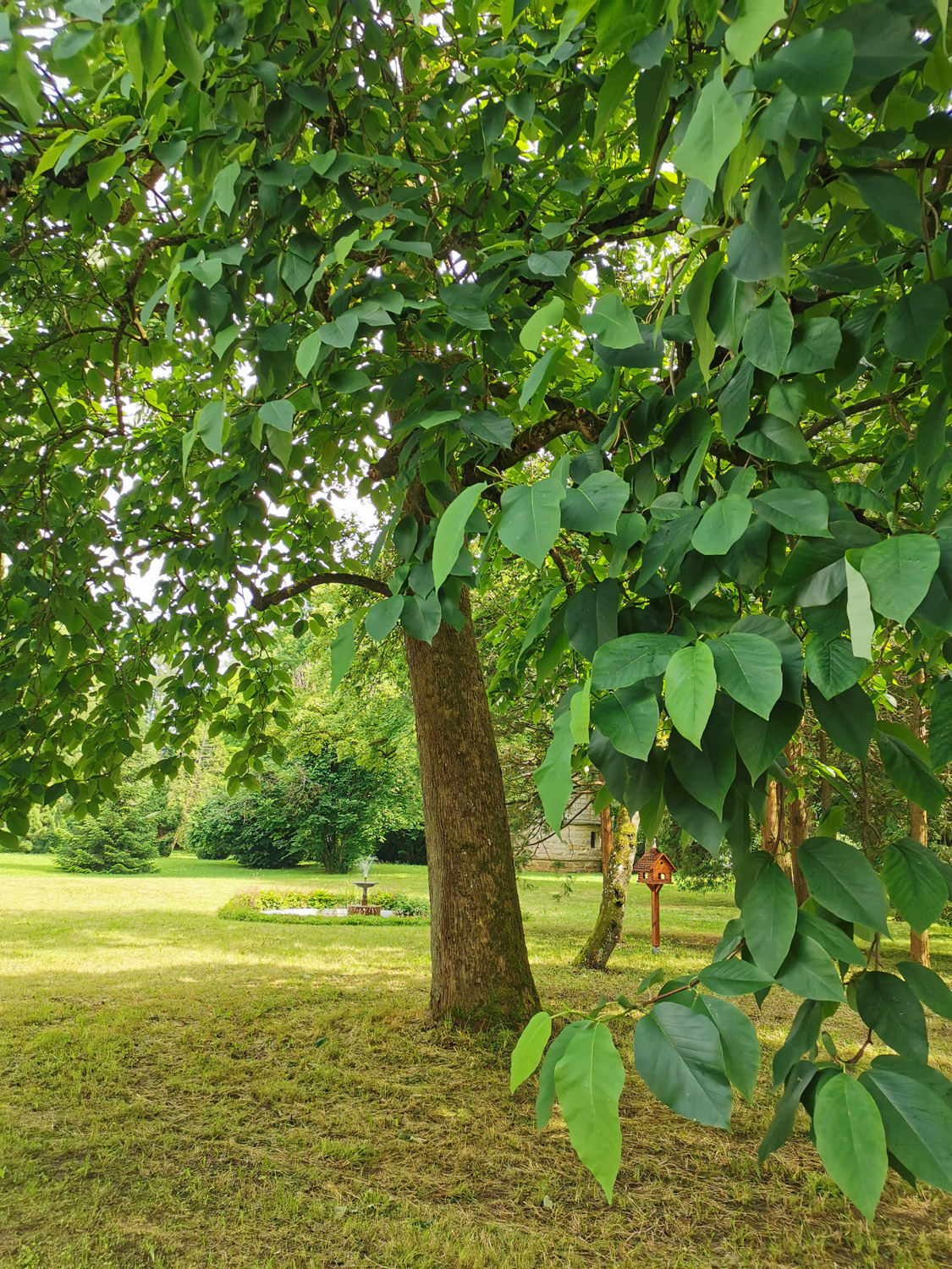 acuminata Magnolia