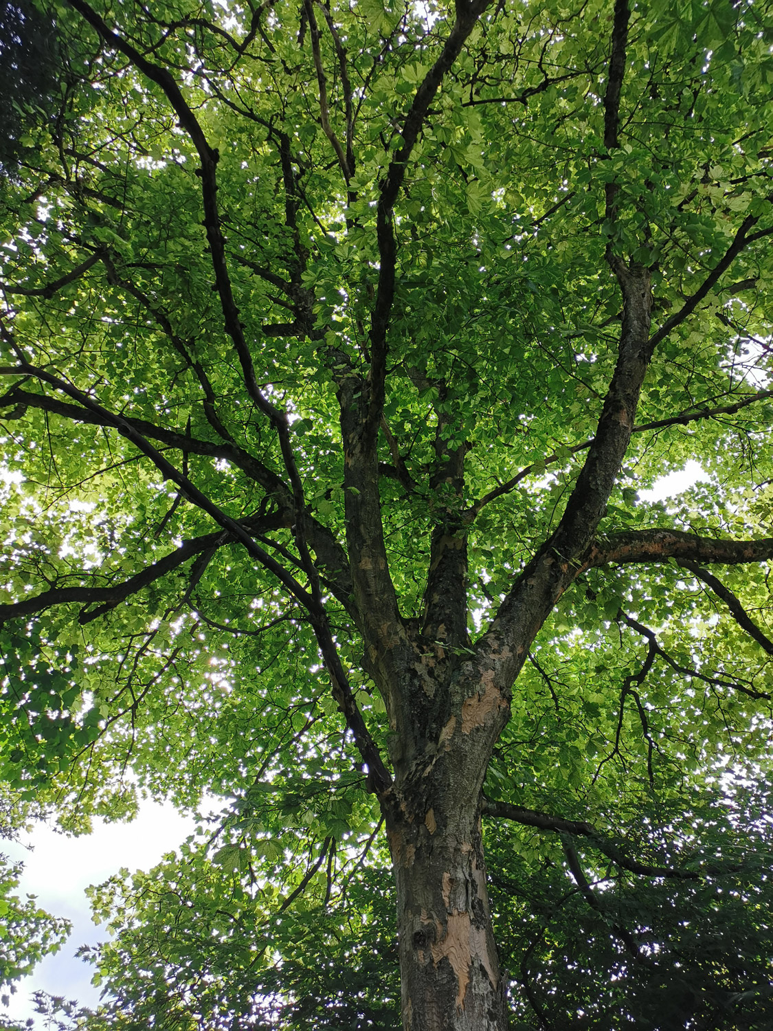'Leopoldii' Acer pseudoplatanus