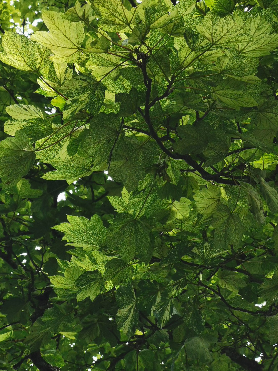 Acer pseudoplatanus 'Leopoldii' - Reichenschwand - Juli 2024