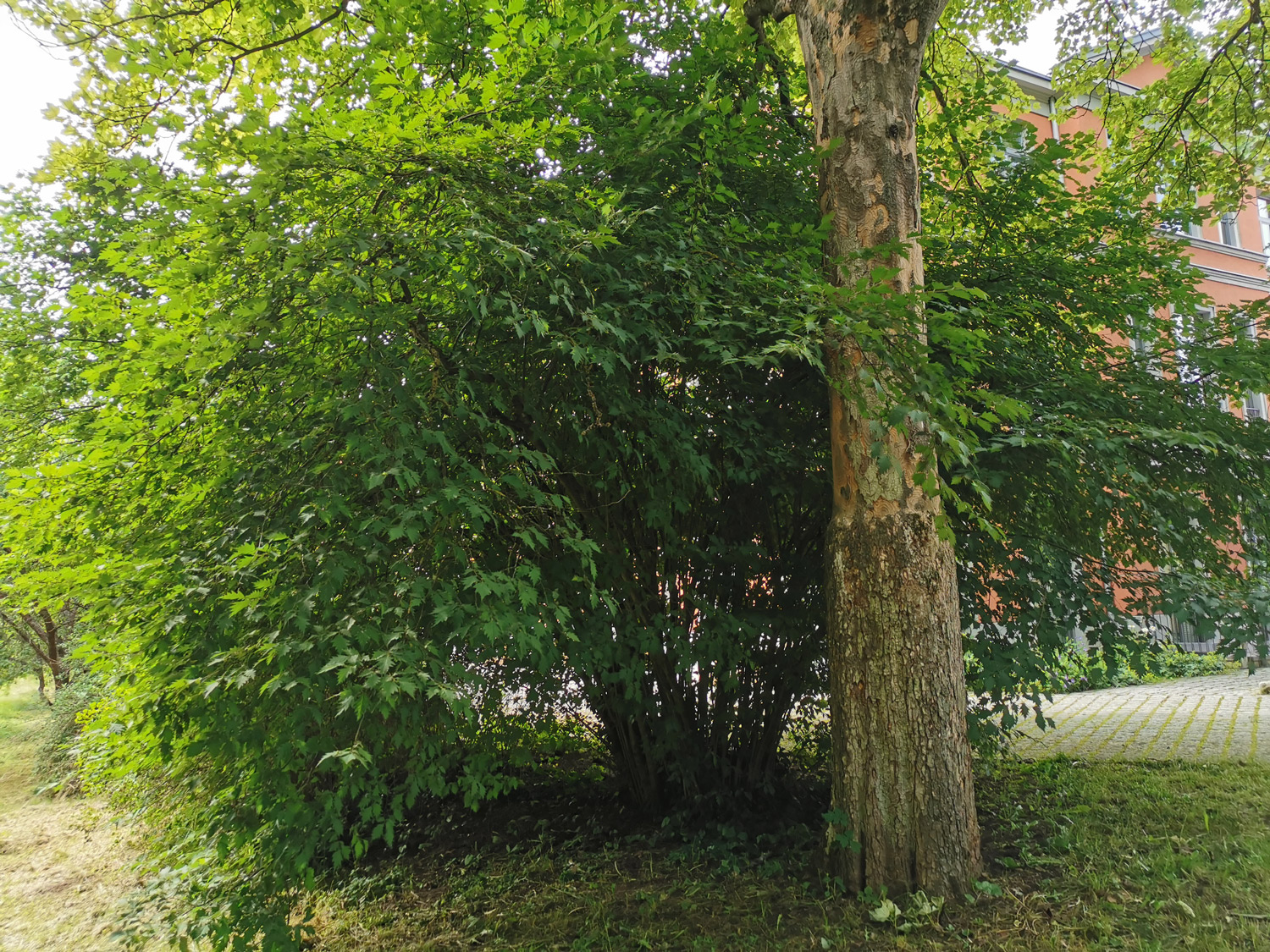 Acer pseudoplatanus 'Leopoldii' - Reichenschwand - Juli 2024