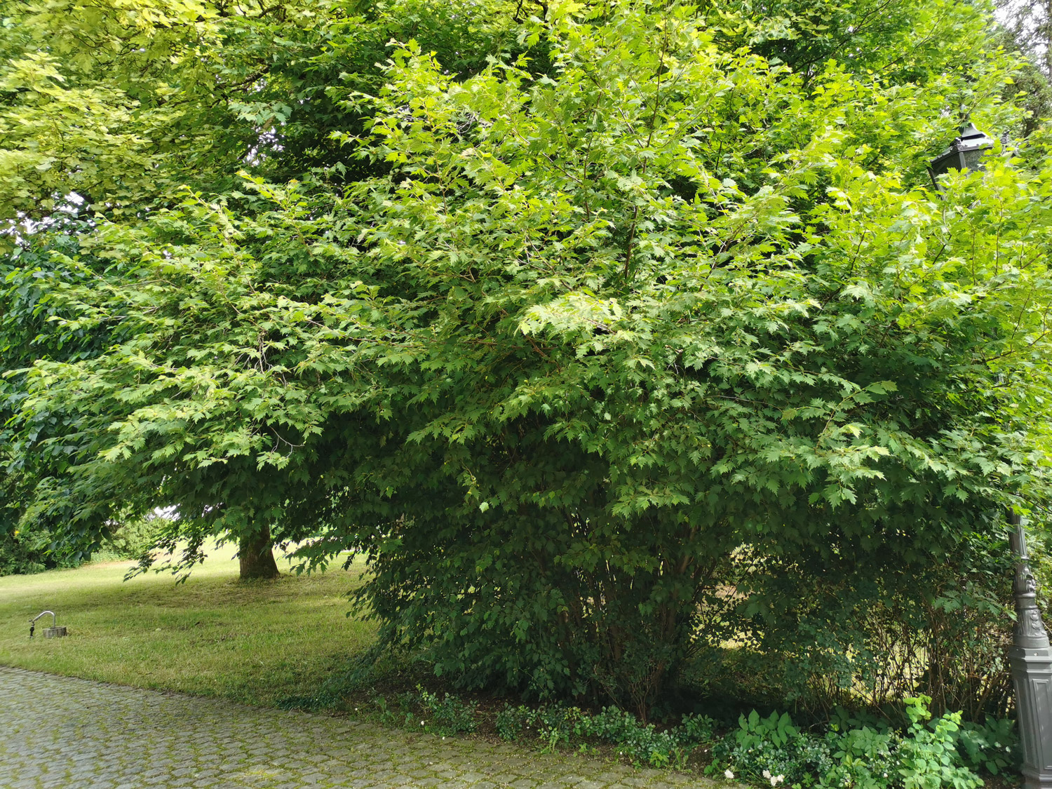 'Heterophylla' avellana Corylus