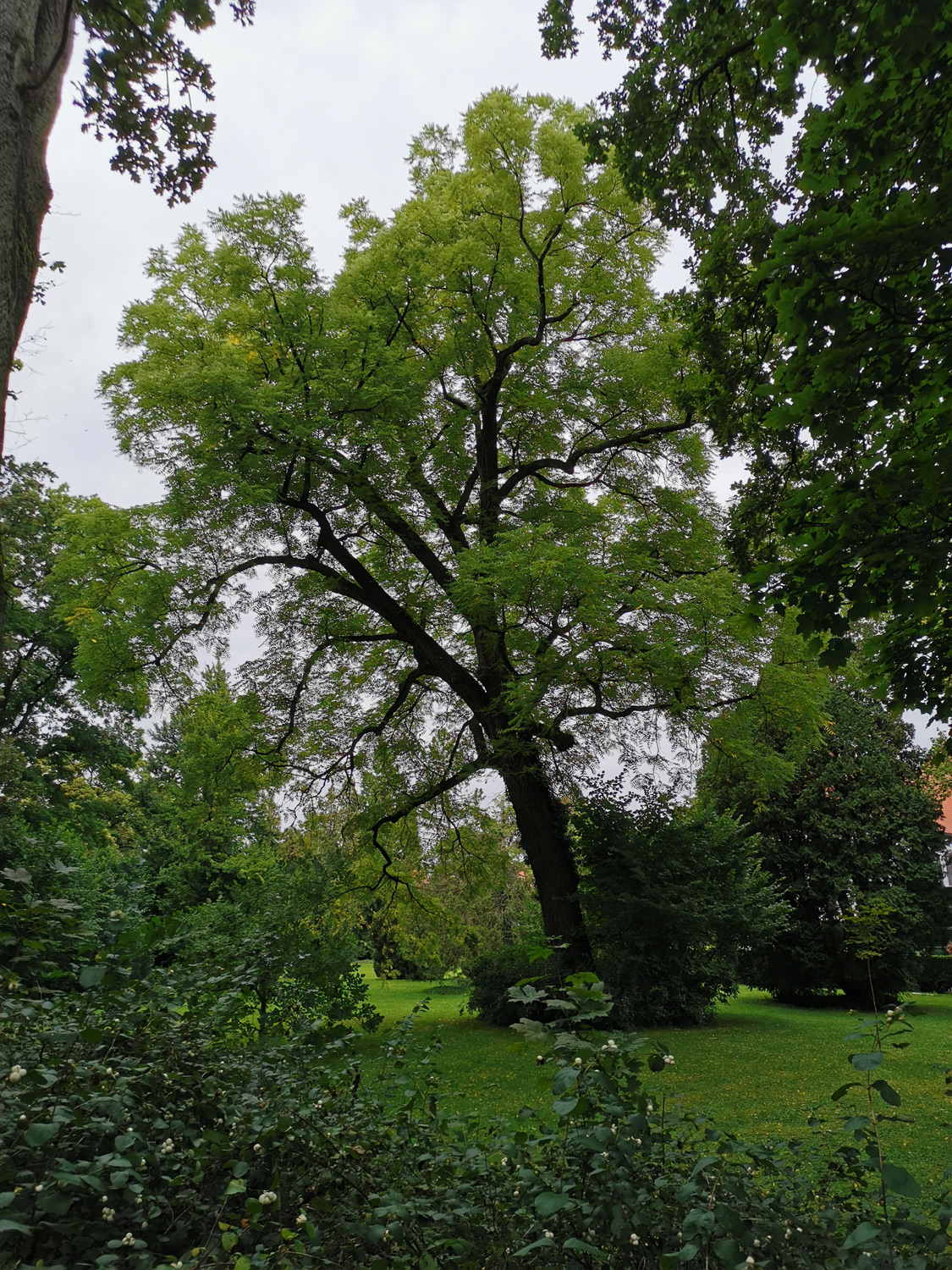 Juglans nigra