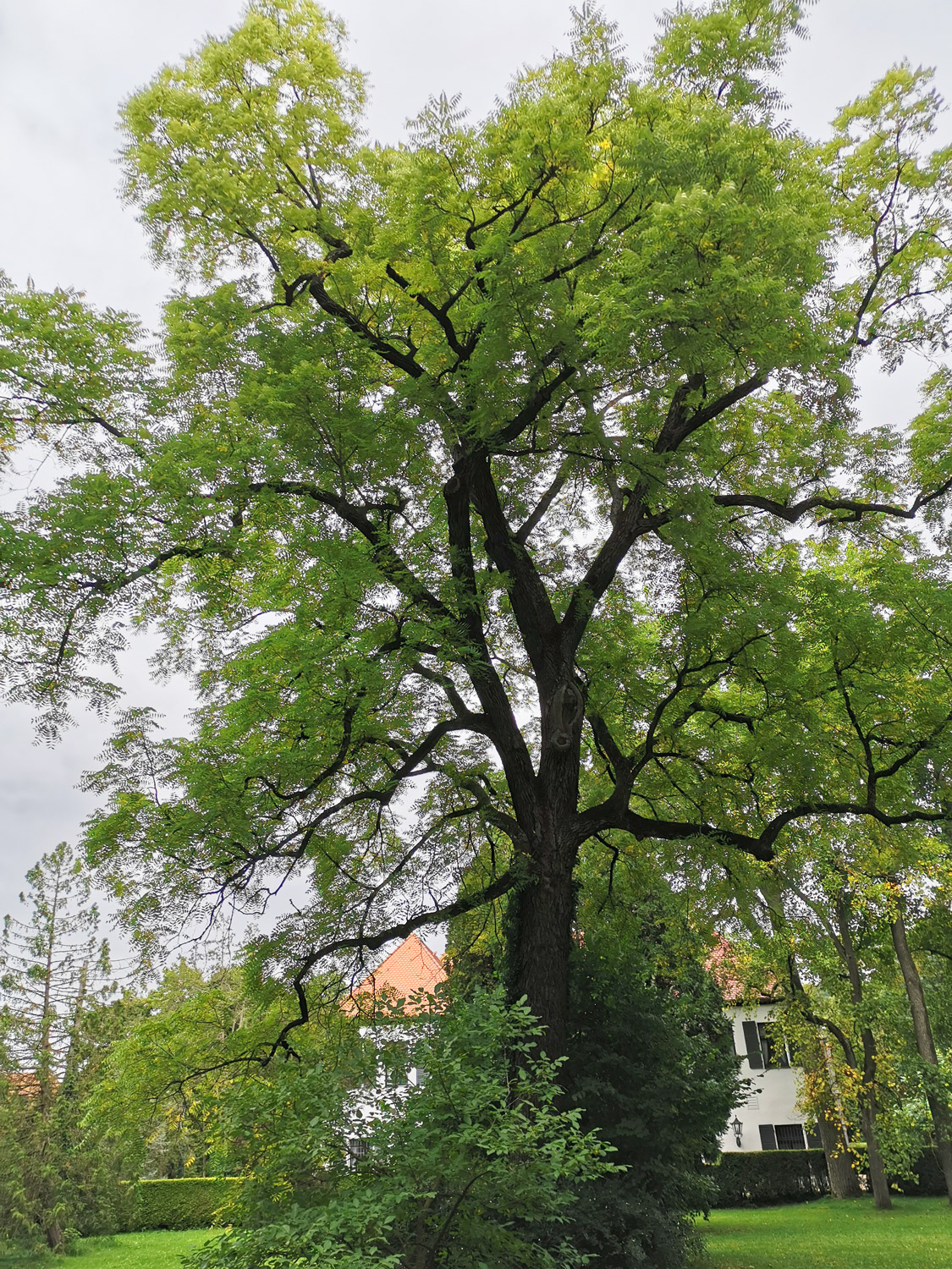 Juglans nigra - Reichenschwand - Juli 2024