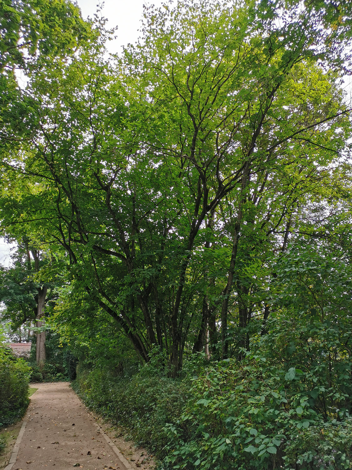 avellana Corylus