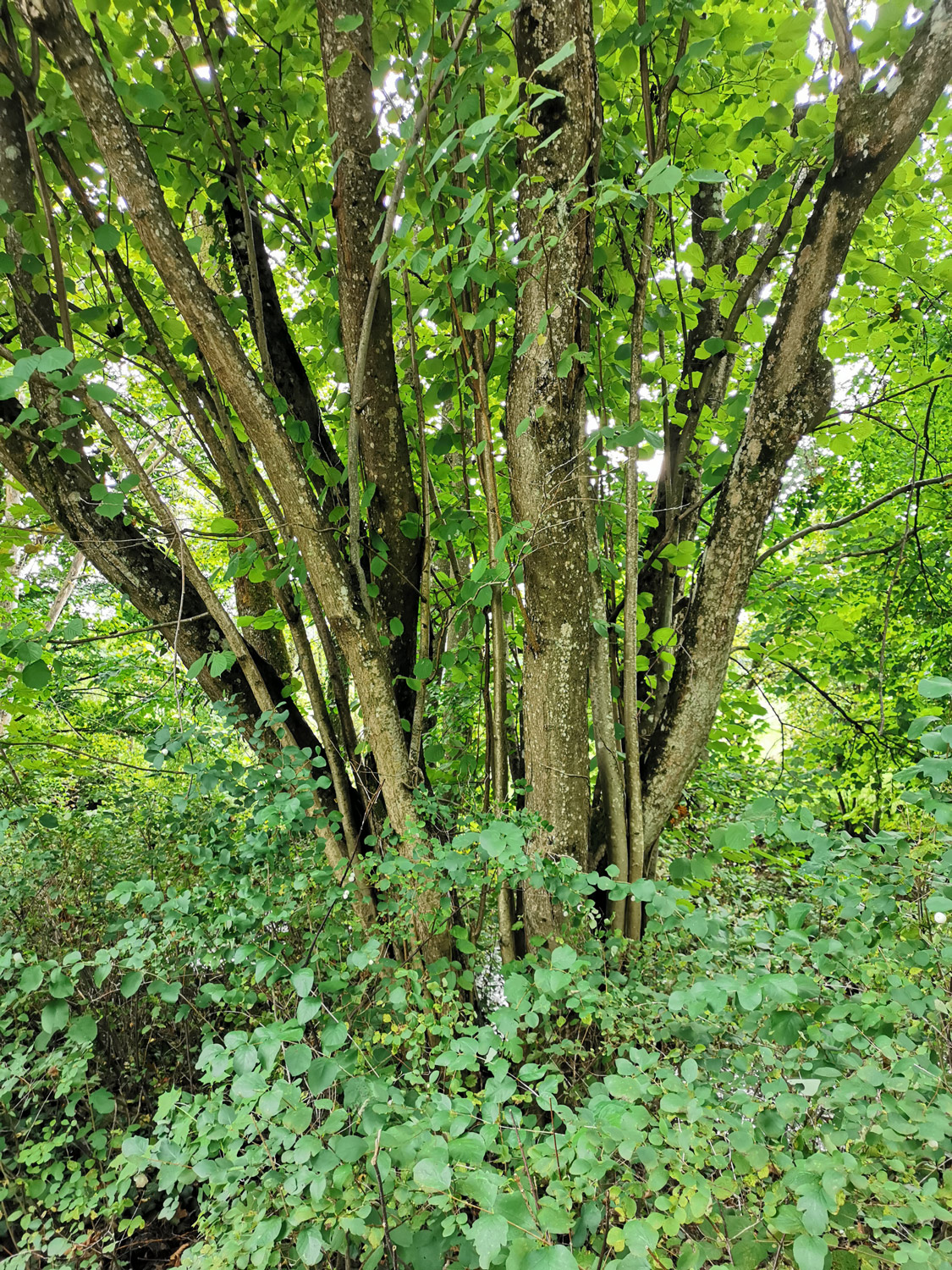 Corylus avellana - Reichenschwand - Juli 2024