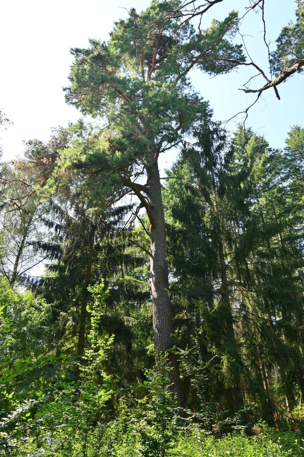 Pinus sylvestris
