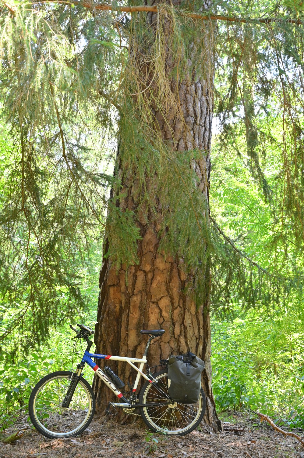 Pinus sylvestris - Schorfheide, Försterei Kienhorst - August 2020