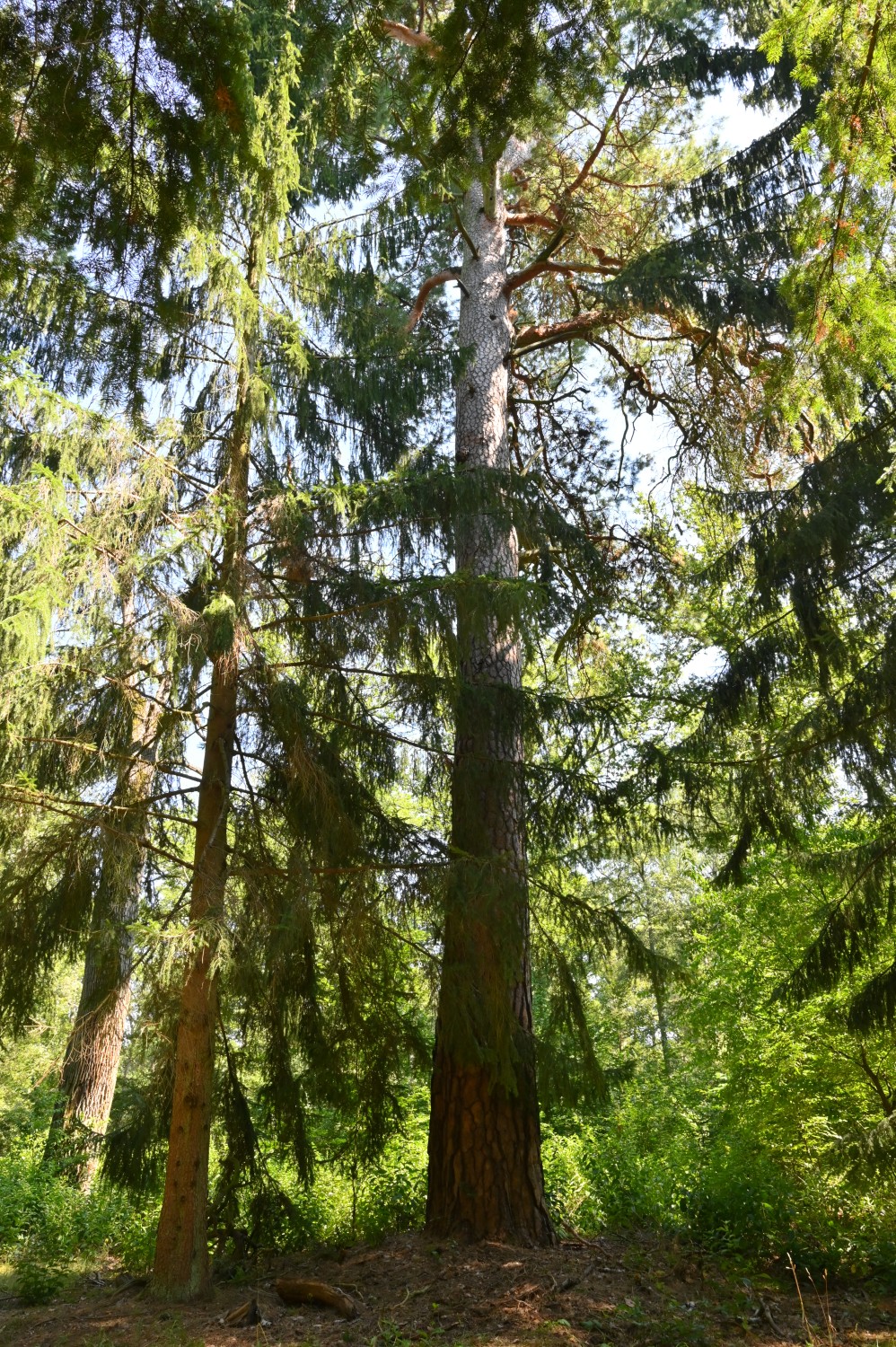 Pinus sylvestris - Schorfheide, Försterei Kienhorst - August 2020