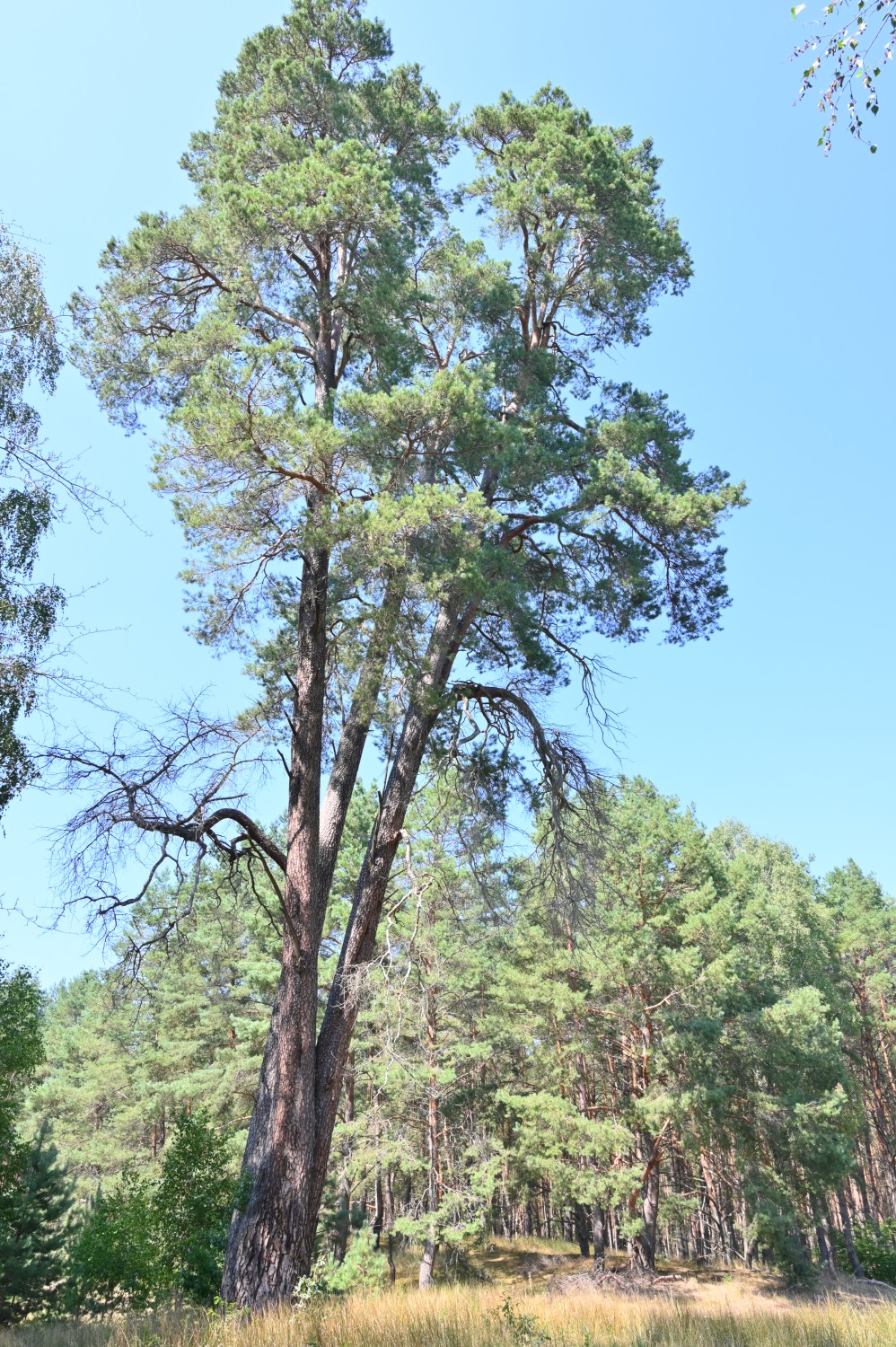 Pinus sylvestris