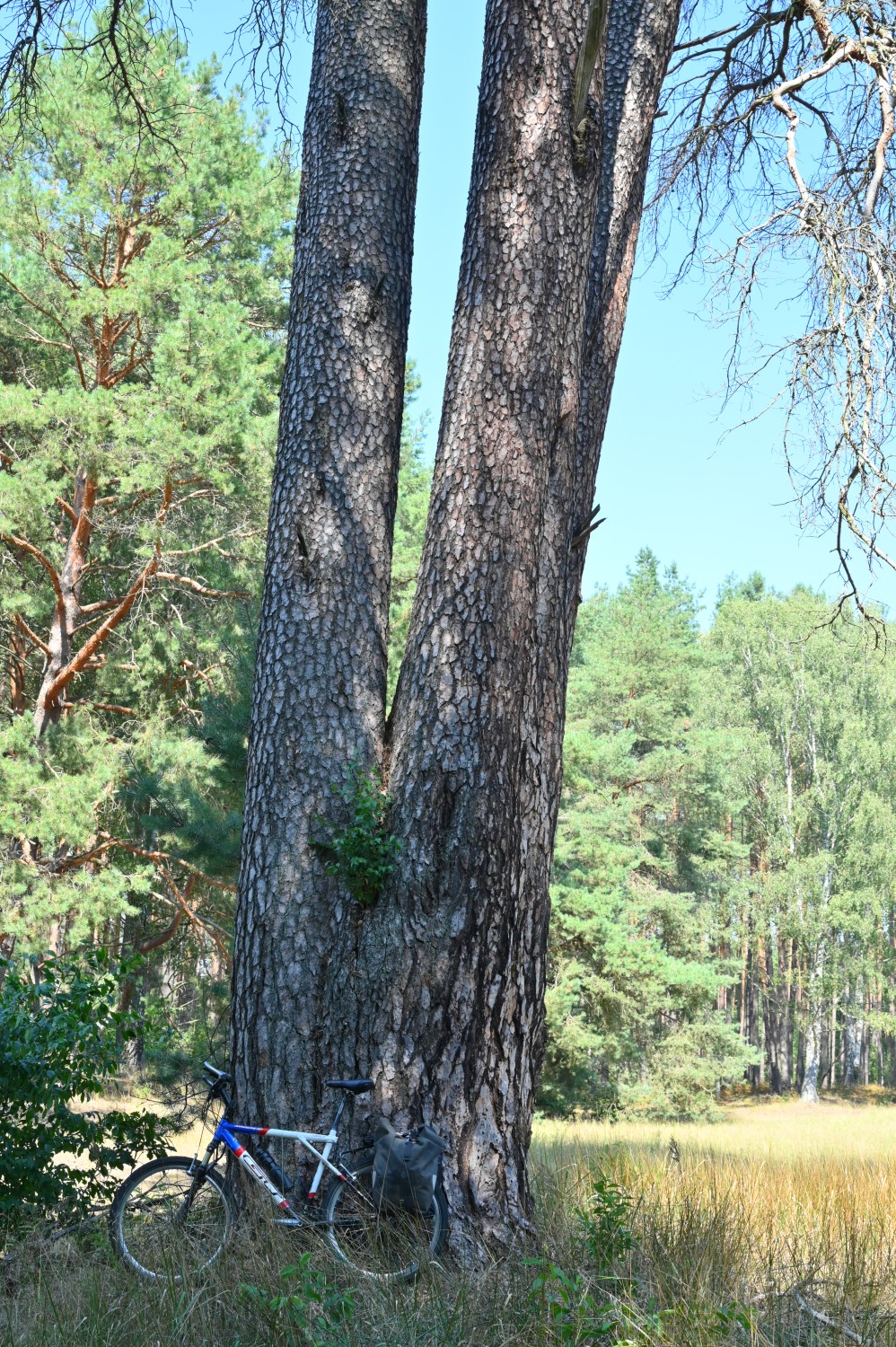 Drillingskiefer, Pinus sylvestris - Schorfheide - August 2020
