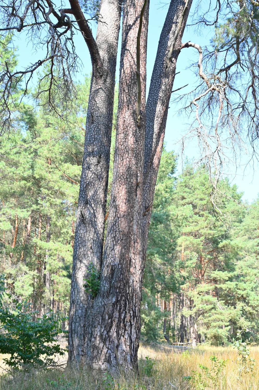 Drillingskiefer, Pinus sylvestris - Schorfheide - August 2020