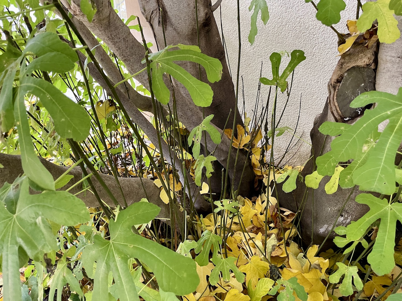 Ficus carica - Bad Dürkheim - Oktober 2022