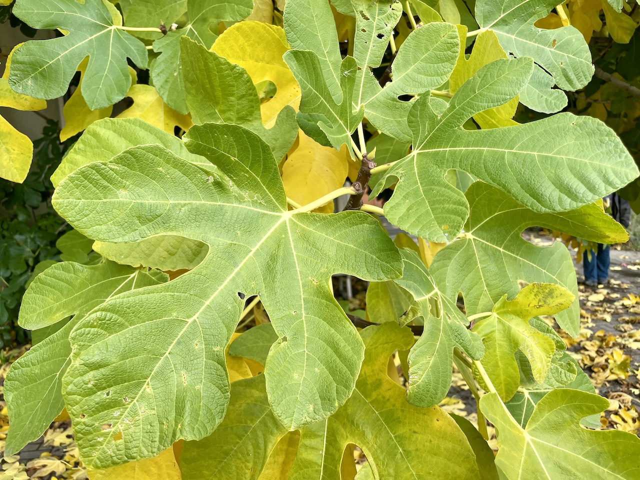 Ficus carica - Bad Dürkheim - Oktober 2022