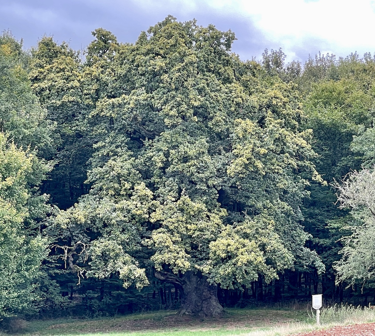 Quercus robur - Hungener Stadtwald - Oktober 2024