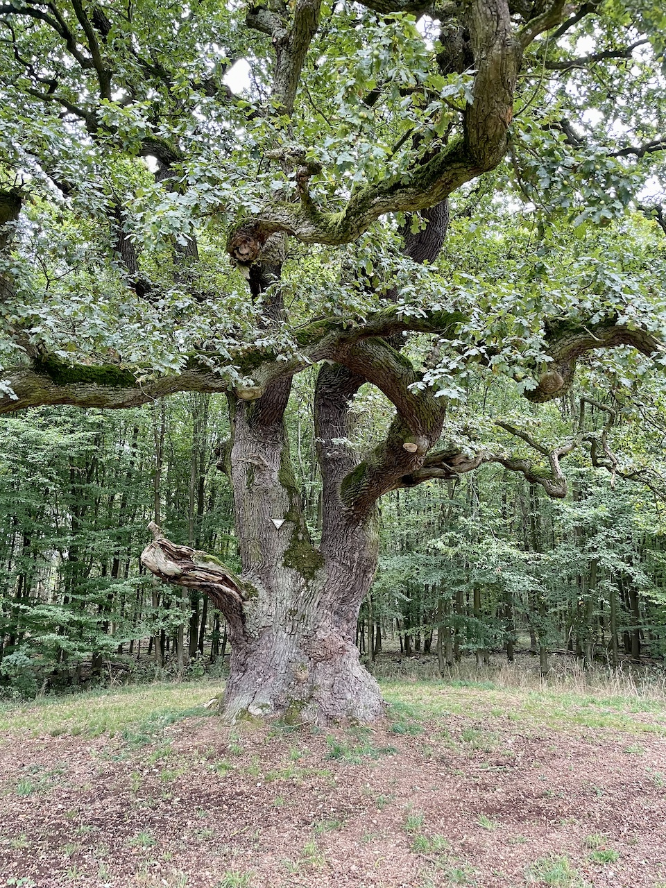 Quercus robur - Hungener Stadtwald - Oktober 2024
