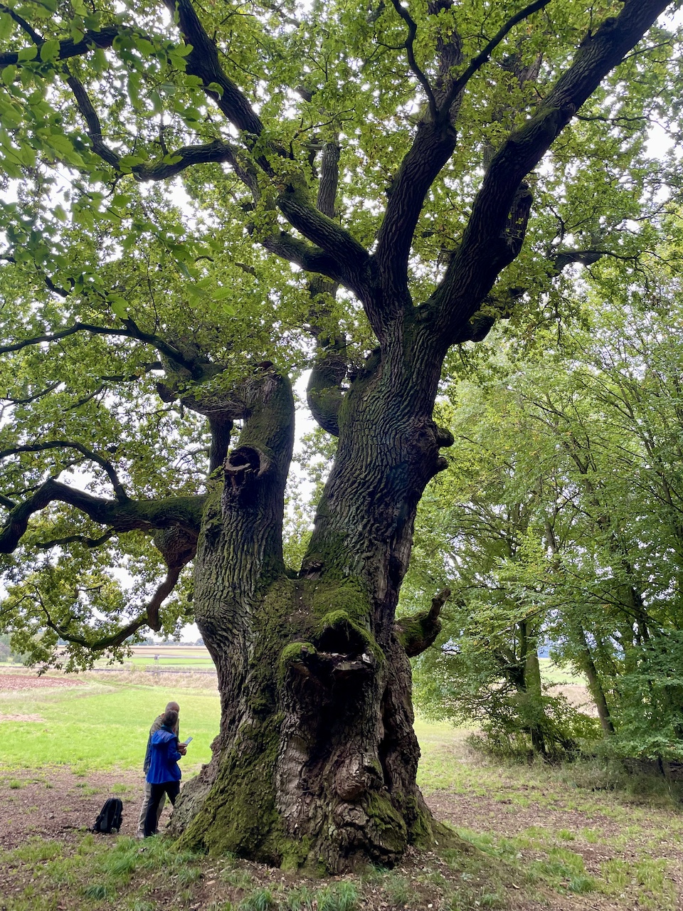 Quercus robur - Hungener Stadtwald - Oktober 2024
