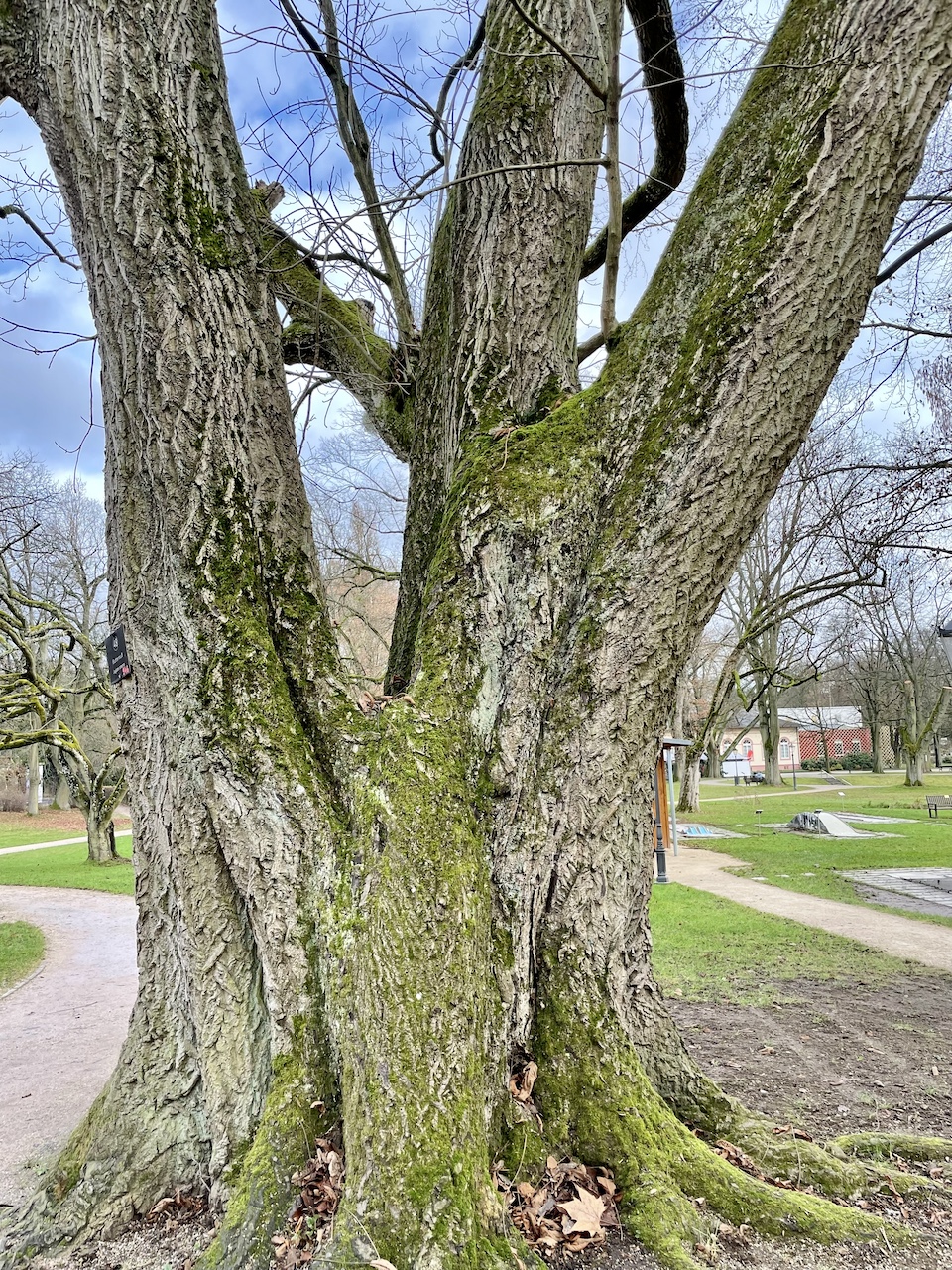 Juglans cinerea - Bad Homburg - 2024