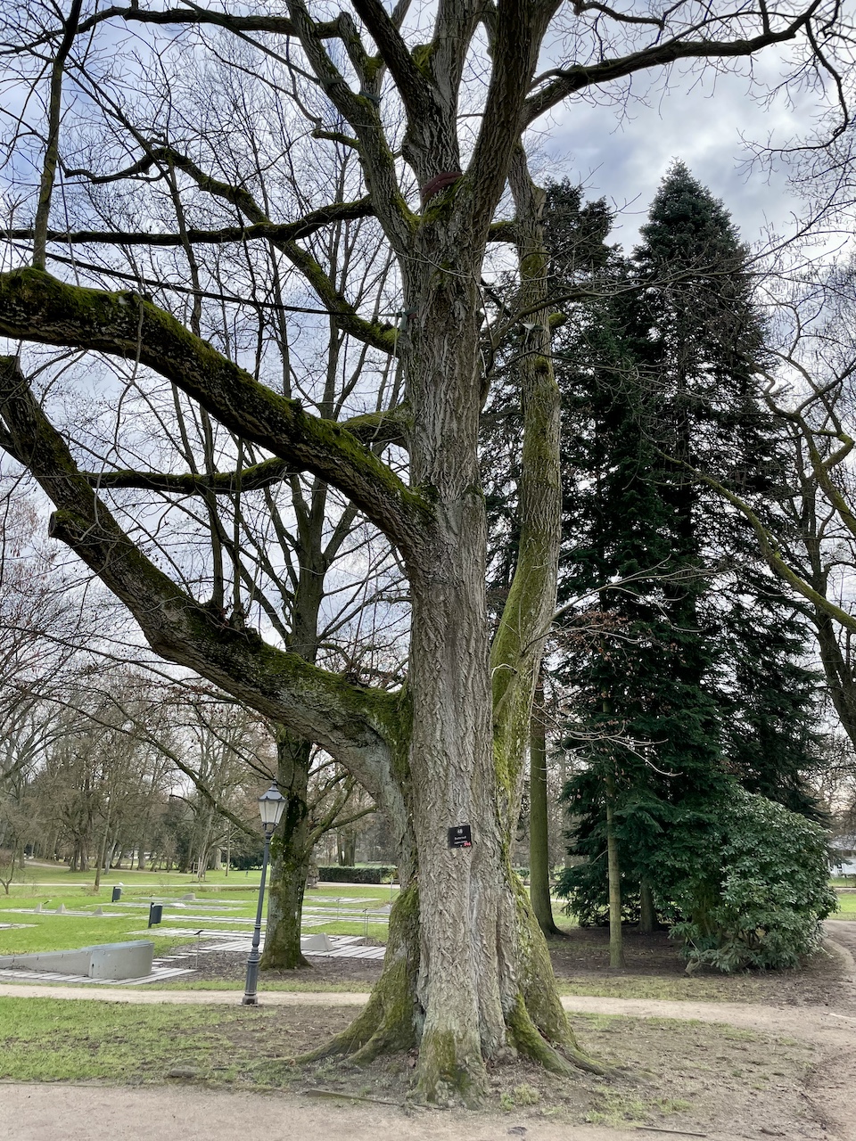 Juglans cinerea - Bad Homburg - 2024