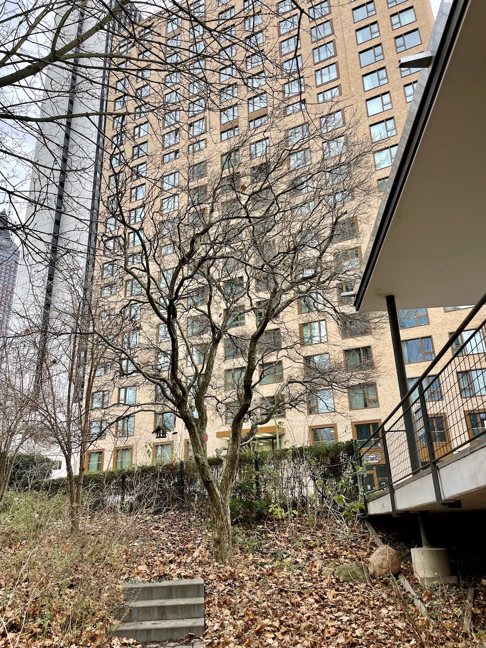 Crataegus × lavallei 'Carrierei' - Frankfurt-Bockenheim - Januar 2025