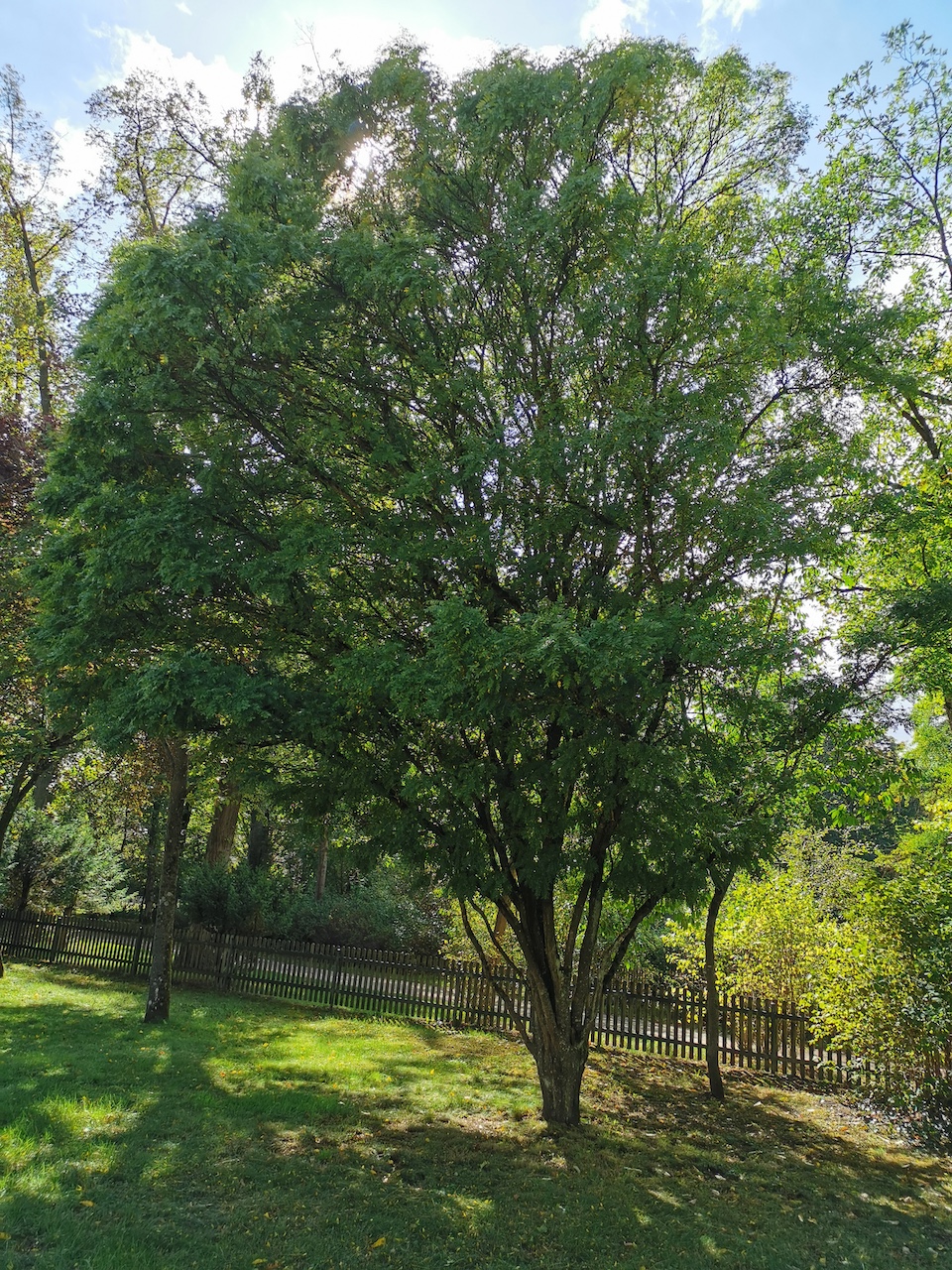 'Elegantissima' Gleditsia triacanthos