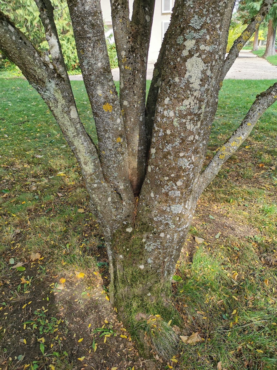 Gleditsia triacanthos 'Elegantissima' - Aschaffenburg - September 2022