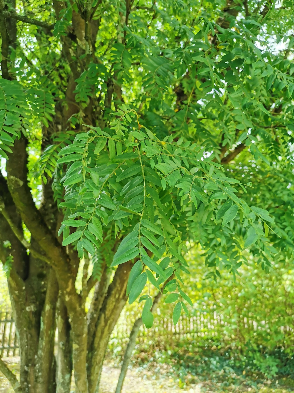 Gleditsia triacanthos 'Elegantissima' - Aschaffenburg - September 2022