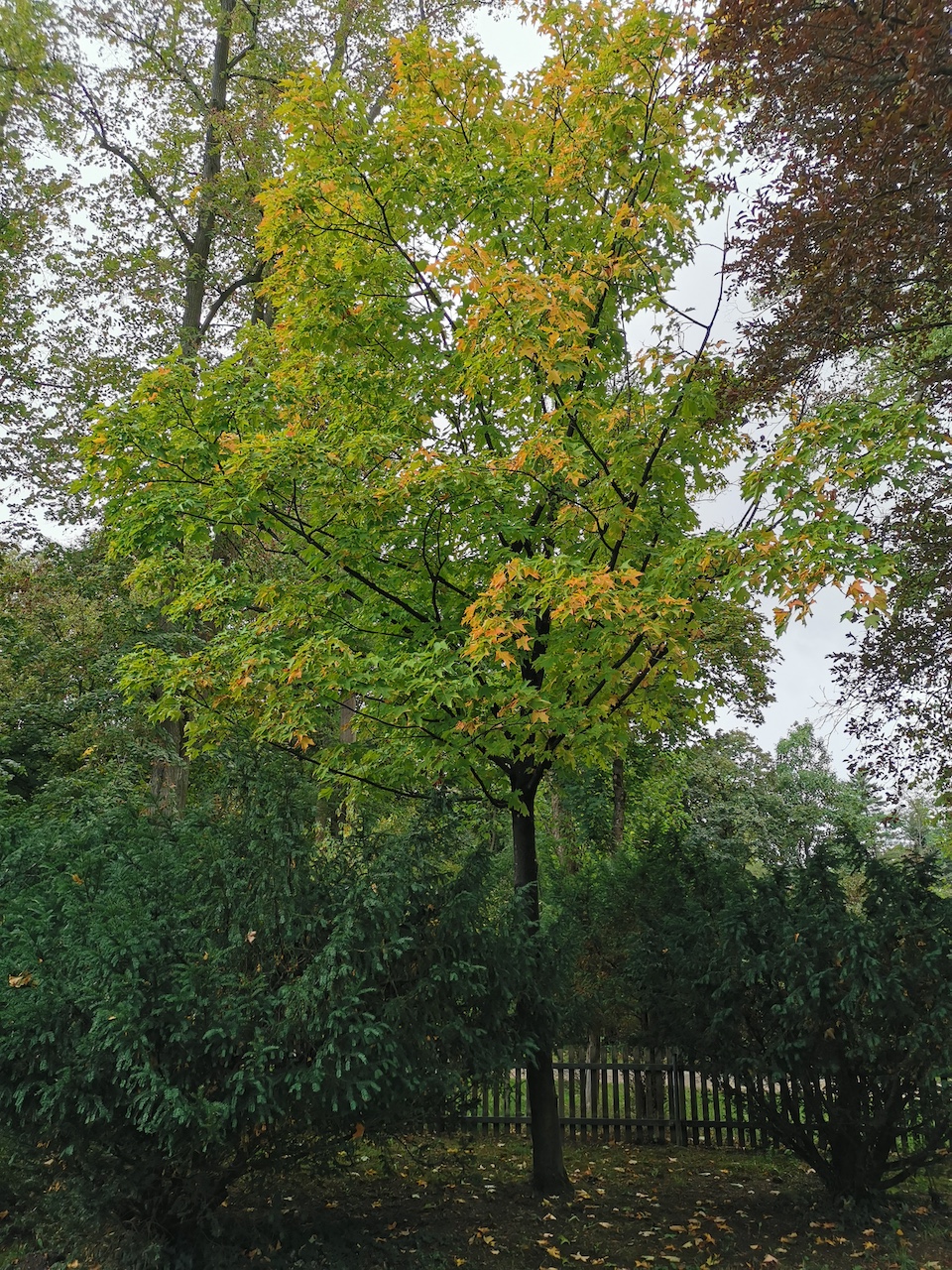 Acer macrophyllum