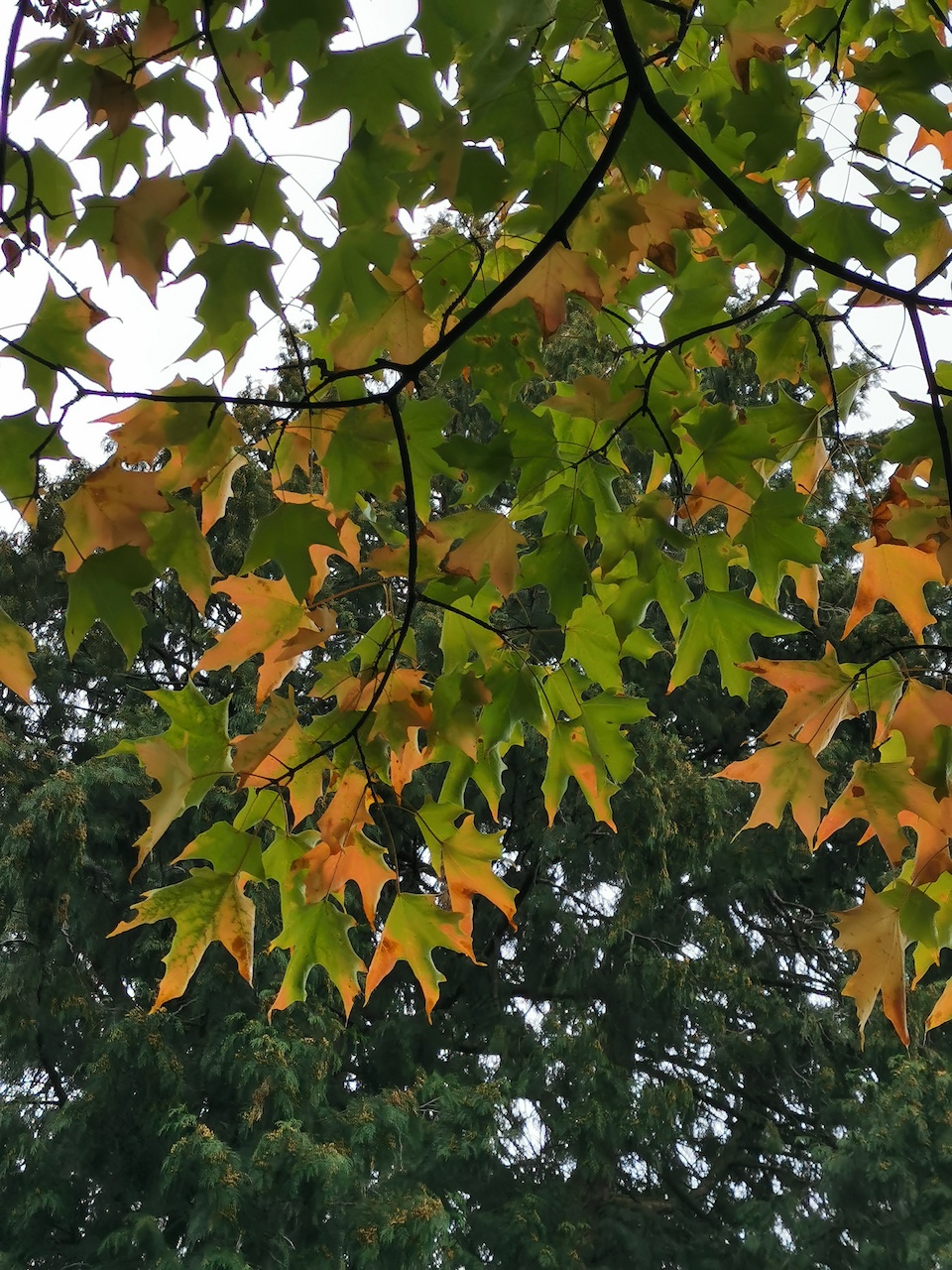 Acer macrophyllum - Aschaffenburg - September 2022