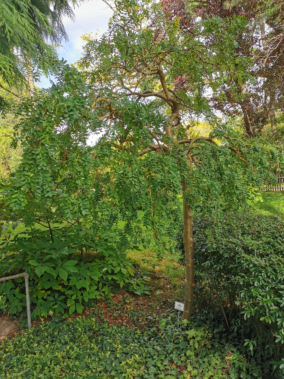 'Pendula' arborescens Caragana
