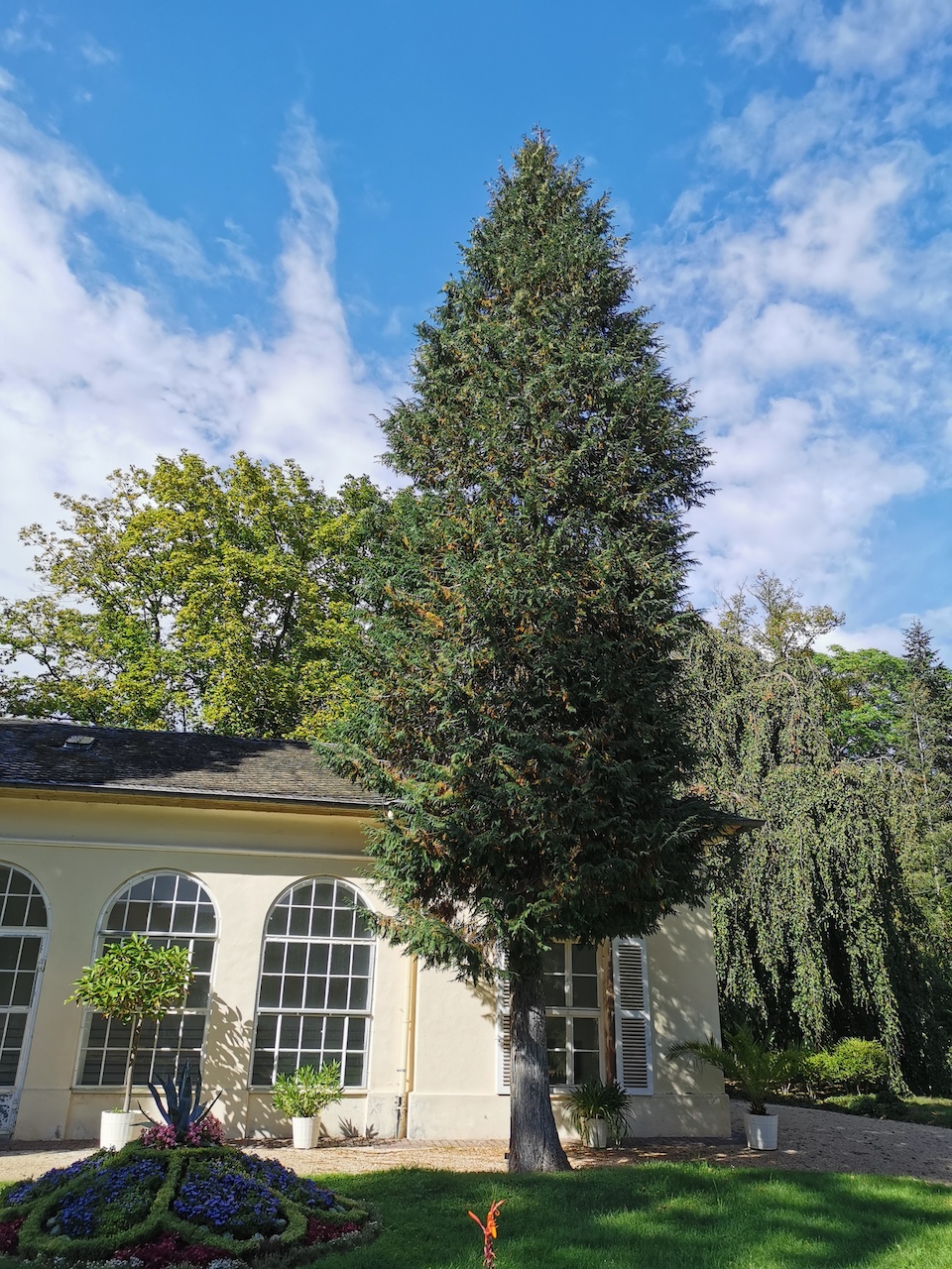 'Alumii' Chamaecyparis lawsoniana