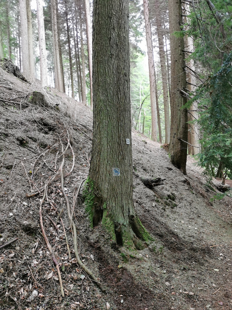 Tsuga heterophylla - Salmtal bei Himmerod - Februar 2023