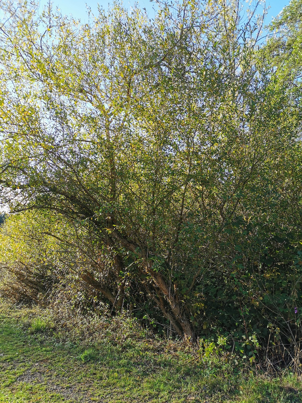 Salix triandra - Salmtal bei Eisenschmitt - Februar 2023