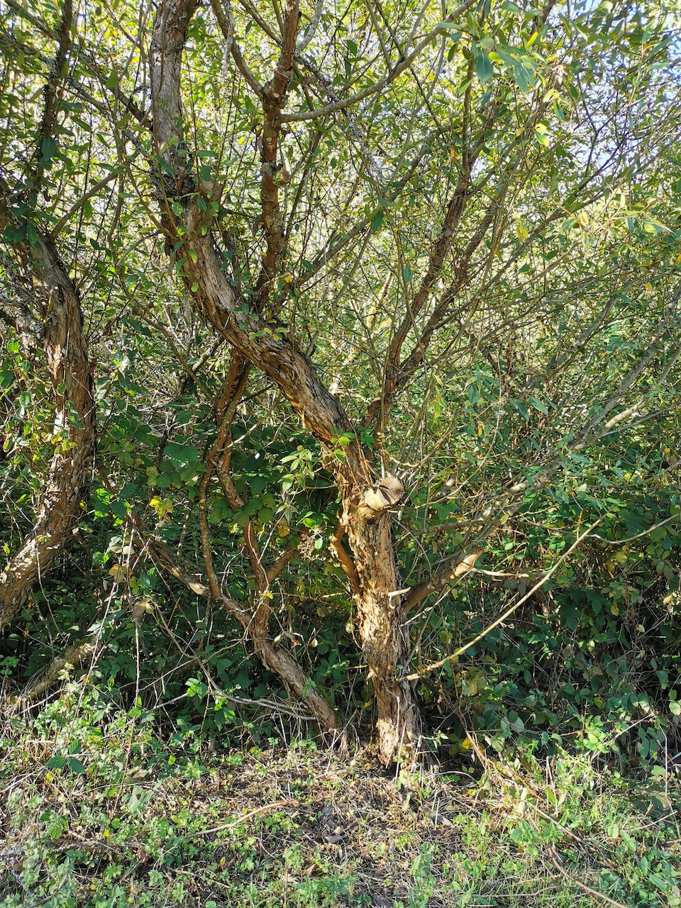 Salix triandra - Salmtal bei Eisenschmitt - Februar 2023