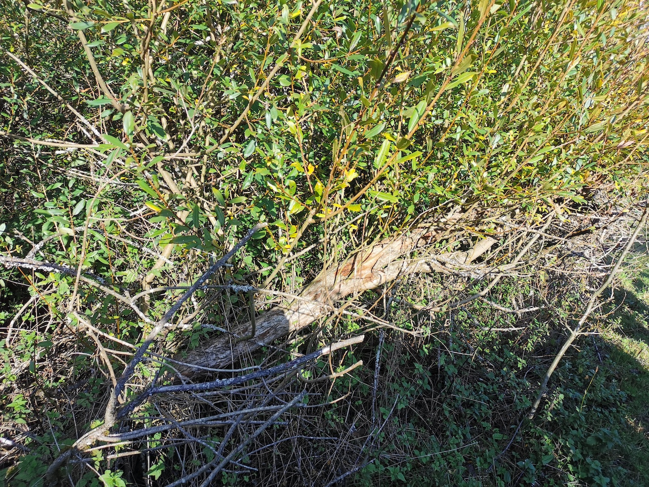 Salix triandra - Salmtal bei Eisenschmitt - Februar 2023