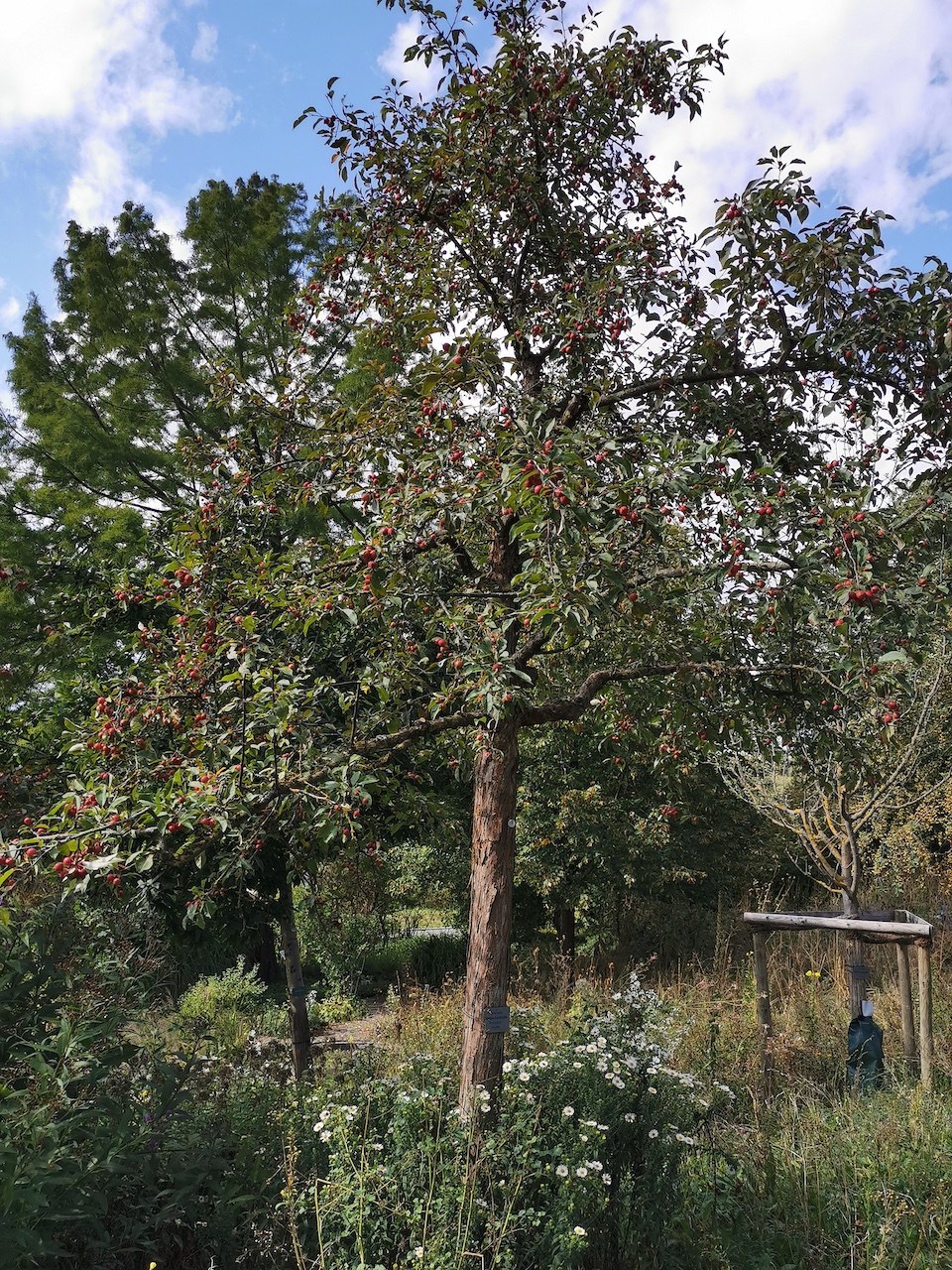 'Profusion' × moerlandsii Malus