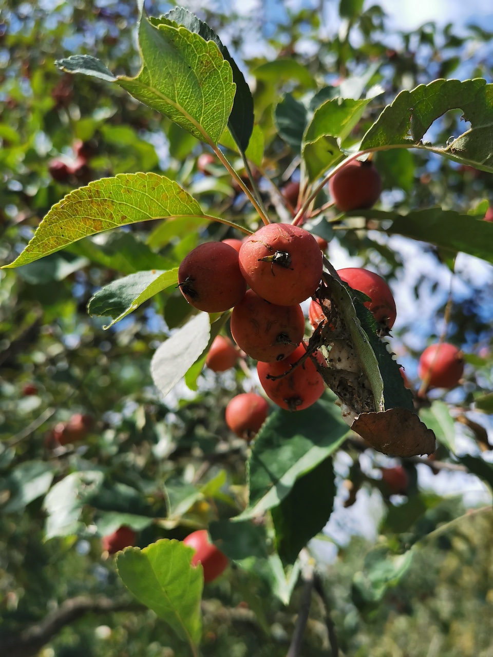 Malus × moerlandsii 'Profusion' - Veitshöchheim - 2022
