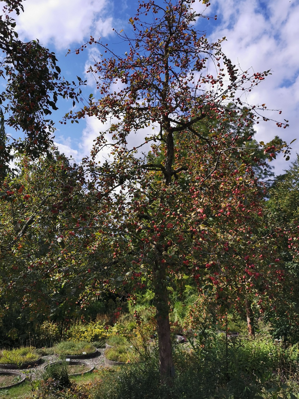 'Makamik' keine Artzuordnung Malus