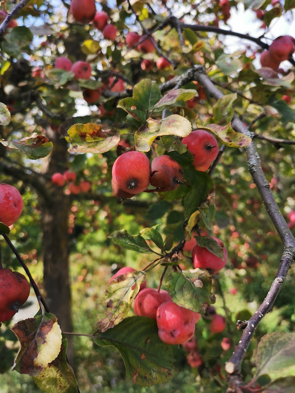 Malus 'Makamik' - Veitshöchheim - 2022