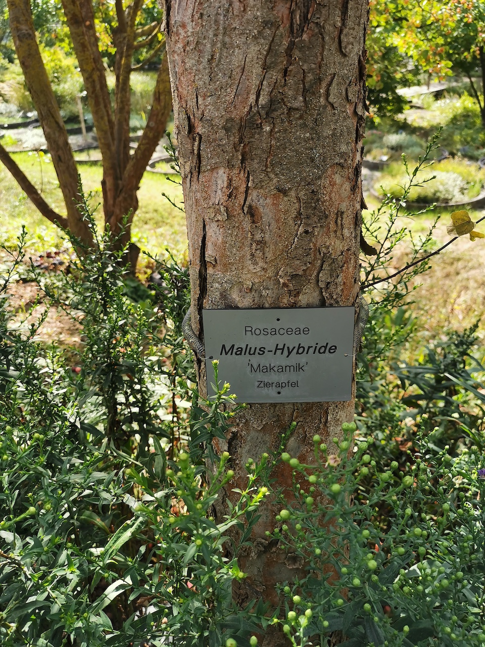 Malus 'Makamik' - Veitshöchheim - 2022