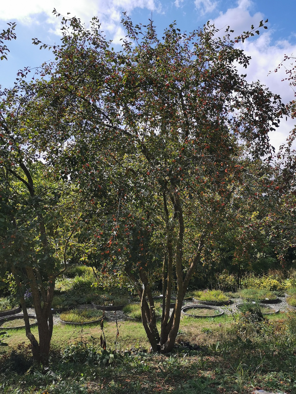 'Hopa' × adstringens Malus