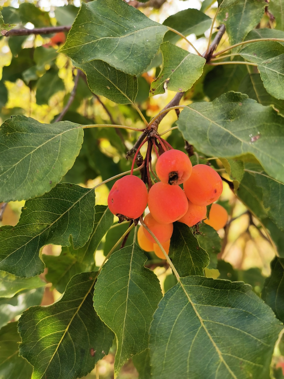 Malus × adstringens 'Hopa' - Veitshöchheim - 2022