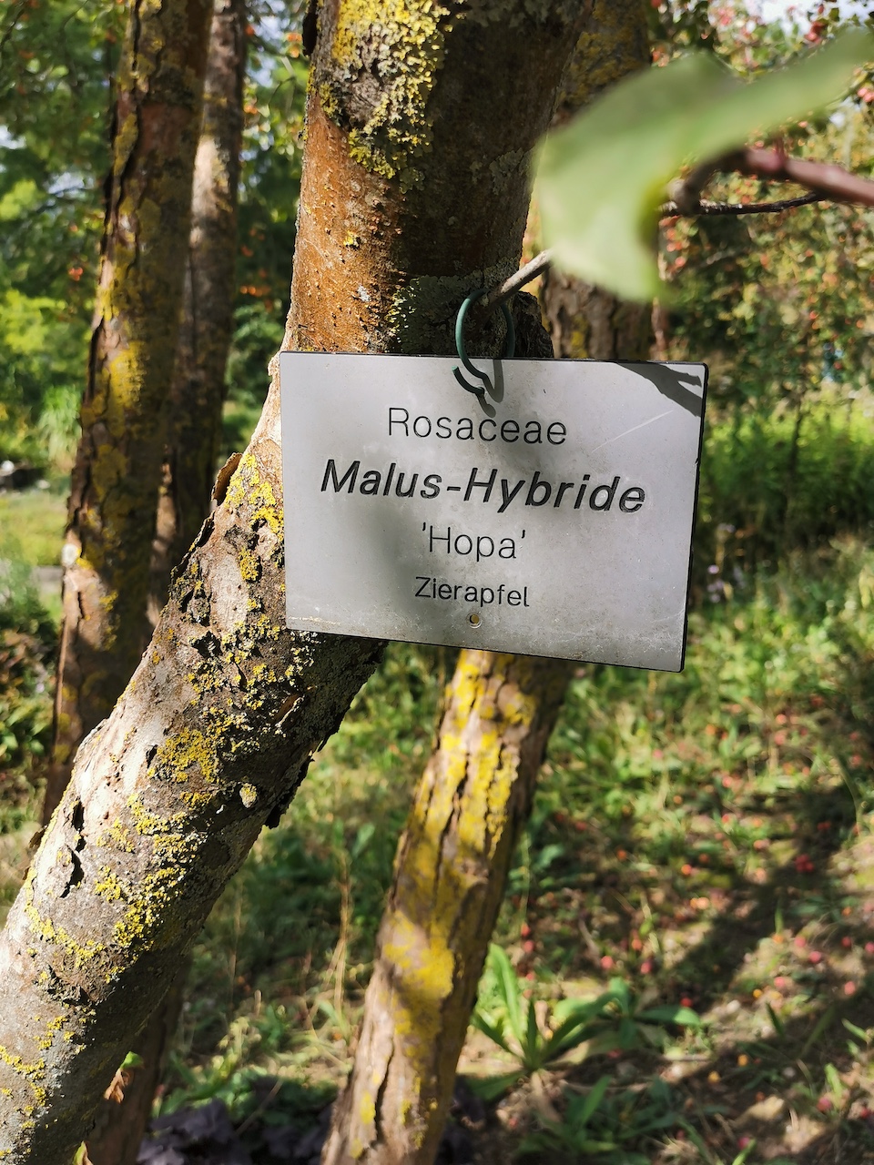 Malus × adstringens 'Hopa' - Veitshöchheim - 2022