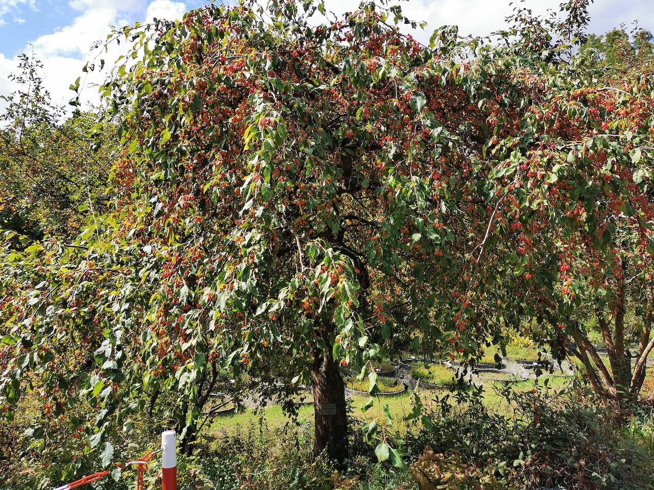 'Red Jade' keine Artzuordnung Malus