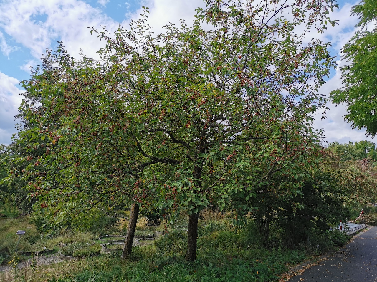 'Street Parade' baccata Malus
