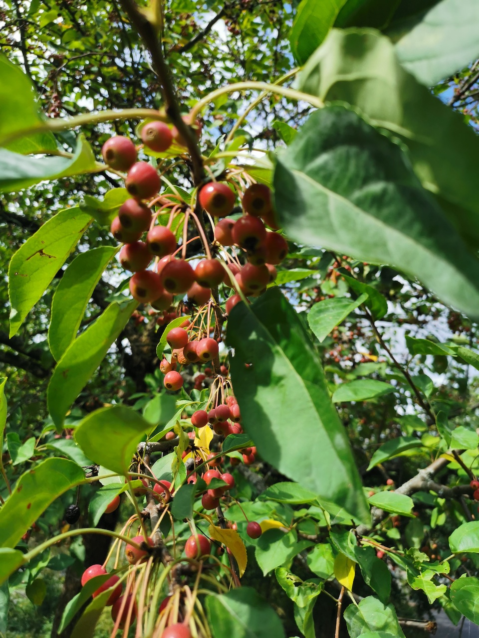 Malus baccata 'Street Parade' - Veitshöchheim - 2022