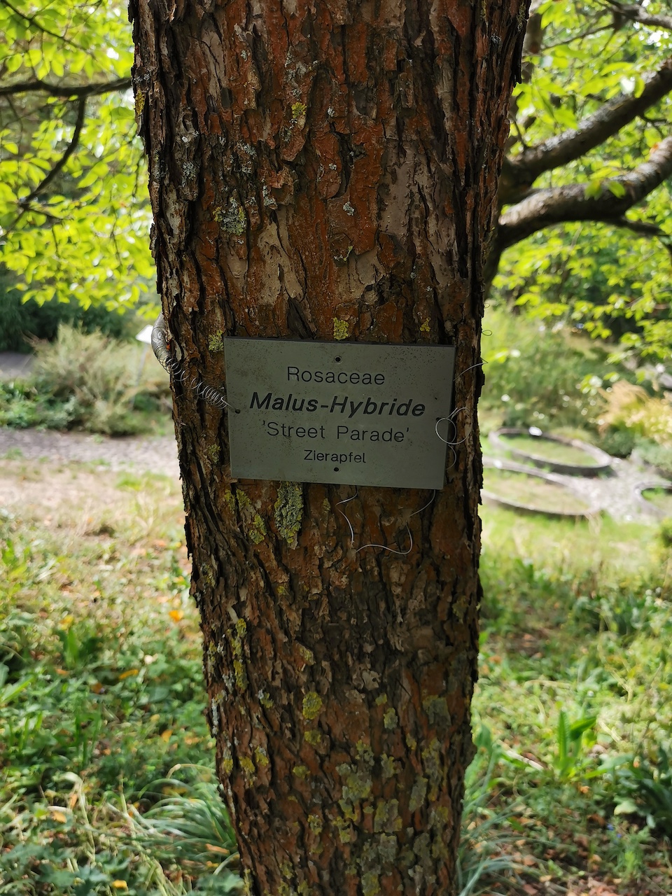Malus baccata 'Street Parade' - Veitshöchheim - 2022